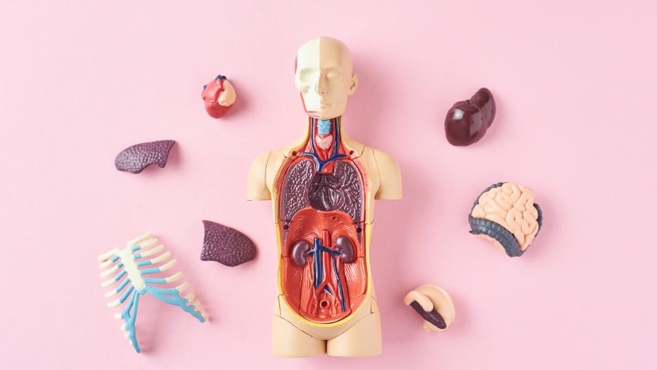 Jahrerskurs Gesund leben Ascendium Akademie Heilpraktierschule